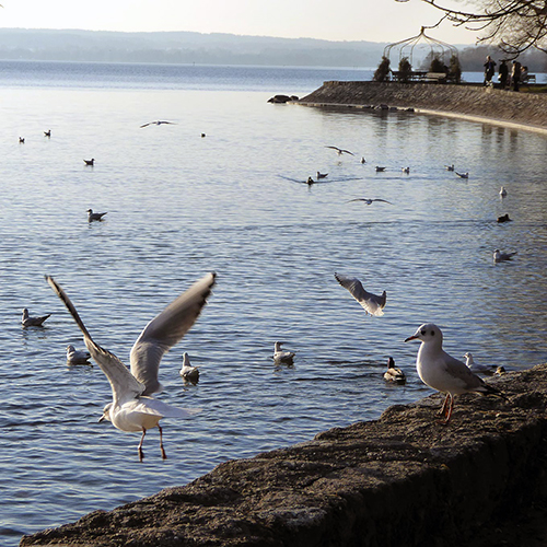 Blick auf den Ammersee